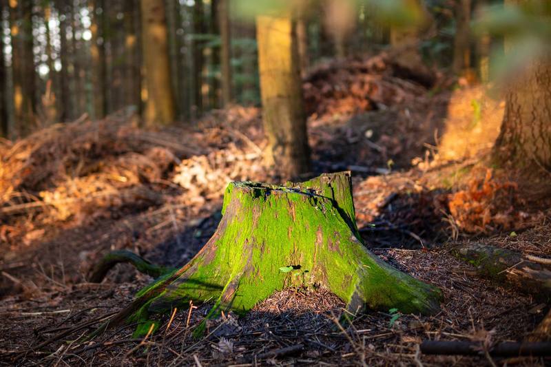 Belleair neighborhood homes - Clearwater Stump Grinding