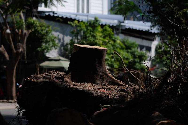 Dunedin neighborhood homes - Clearwater Stump Grinding