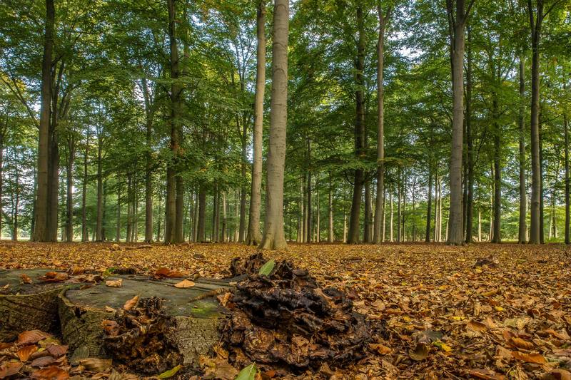 Largo neighborhood homes - Clearwater Stump Grinding