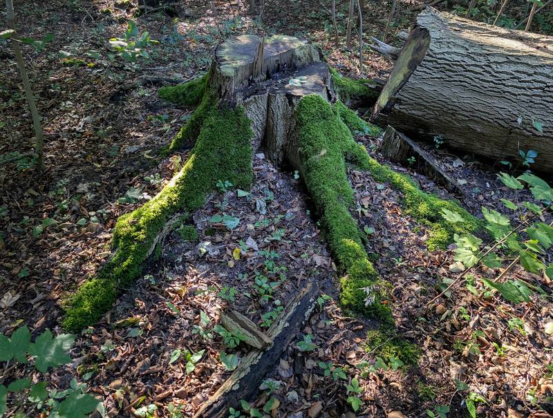 Oldsmar neighborhood homes - Clearwater Stump Grinding