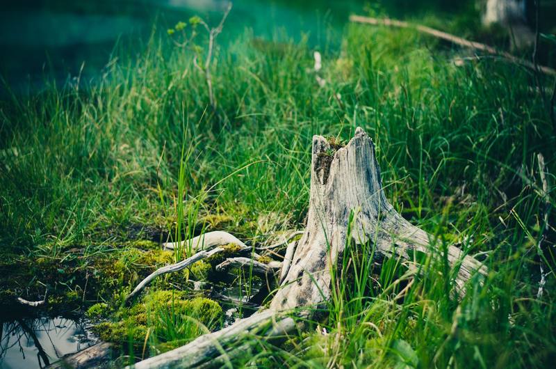 Palm Harbor neighborhood homes - Clearwater Stump Grinding
