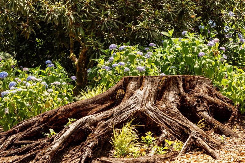 Pinellas Park neighborhood homes - Clearwater Stump Grinding