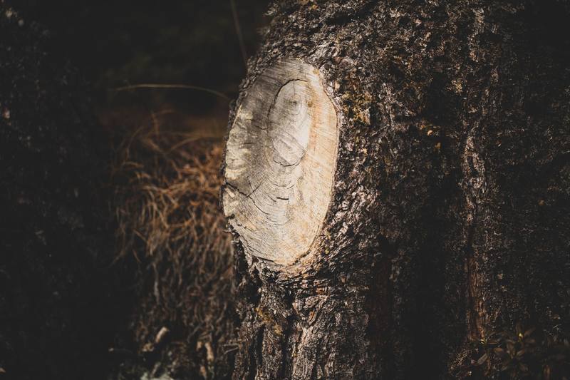 Tarpon Springs neighborhood homes - Clearwater Stump Grinding