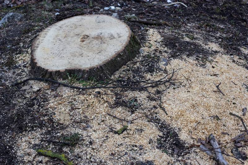 stump grinding machine wood chips - Clearwater Stump Grinding