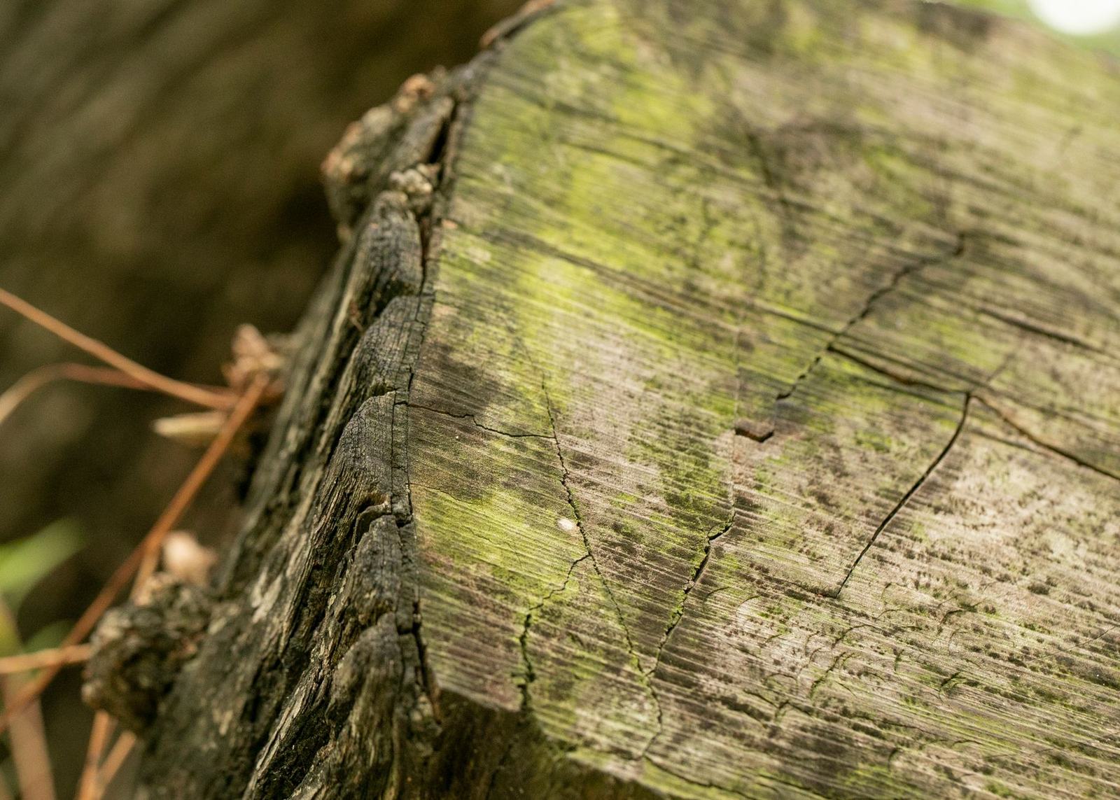 stump grinding and tree - Clearwater Stump Grinding