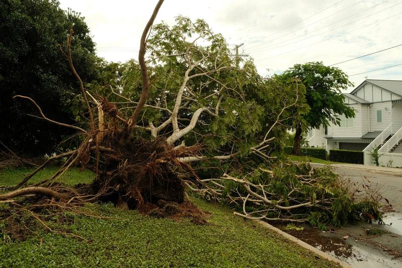 Storm Cleanup - Clearwater Stump Grinding