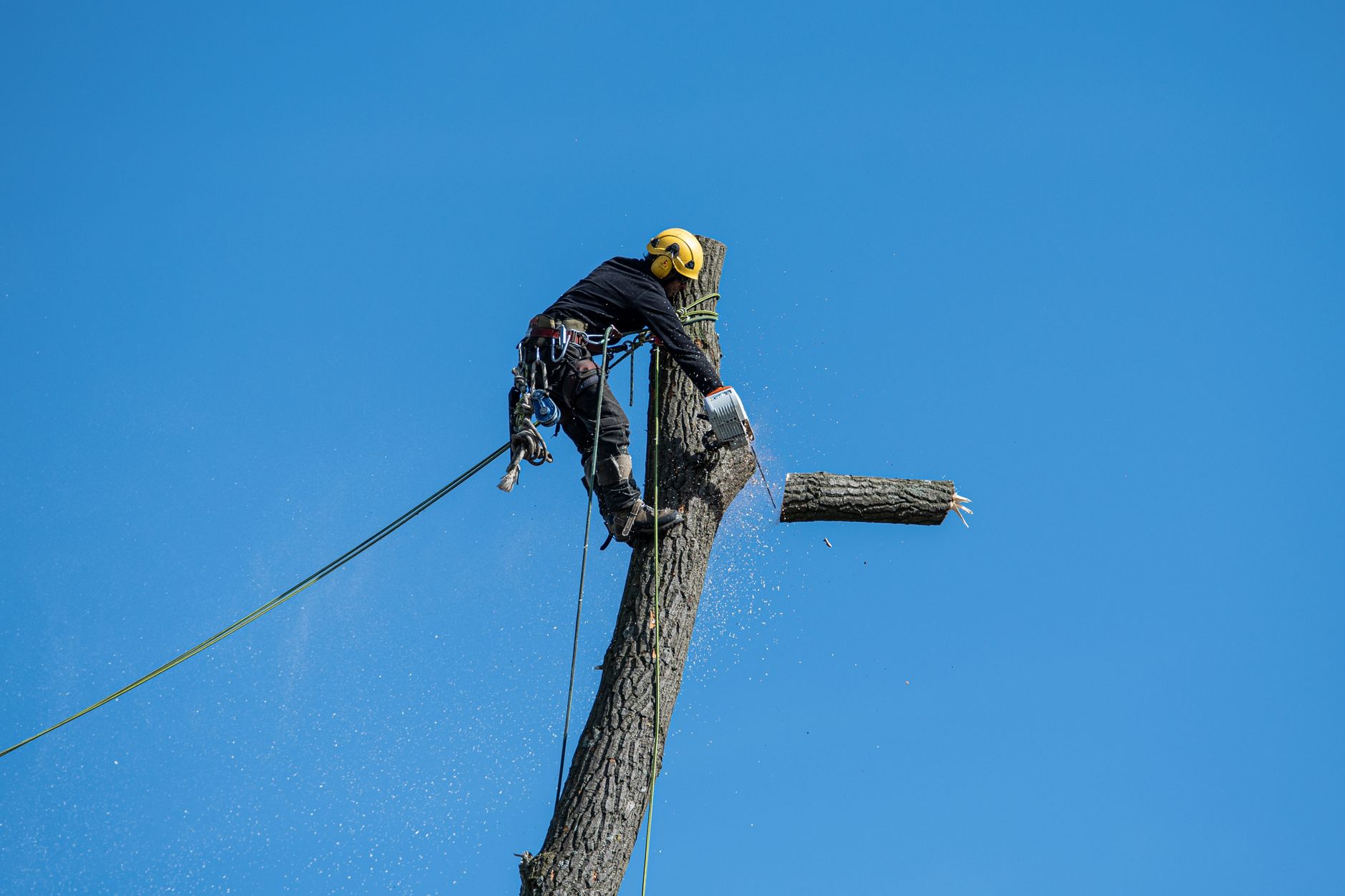 Tree Removal - Clearwater Stump Grinding